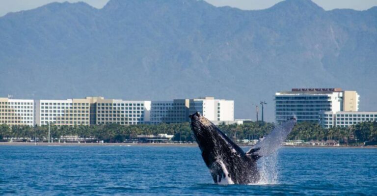 From Puerto Vallarta/Nuevo Vallarta: Whale Watching Cruise - Getting aboard: port logistics that actually matter
