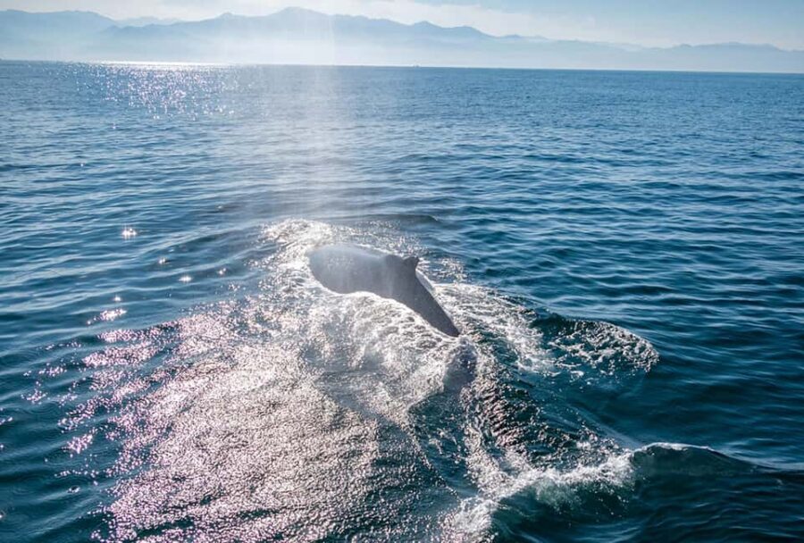 From Puerto Vallarta/Nuevo Vallarta: Whale Watching Cruise - Price and value: is $103 a fair deal?
