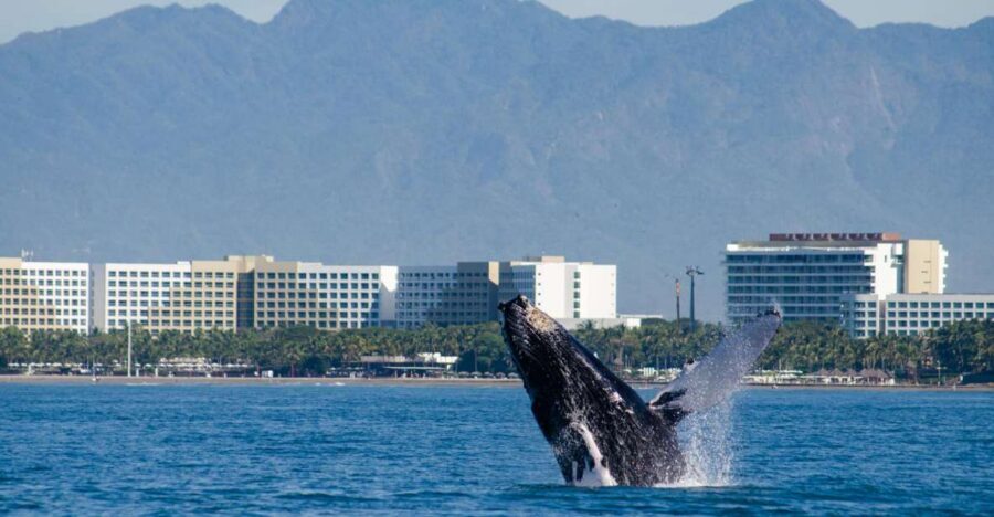 From Puerto Vallarta/Nuevo Vallarta: Whale Watching Cruise - Getting aboard: port logistics that actually matter