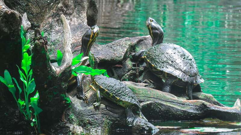From Riviera Maya: 3 Cenotes Adventure Tour with Lunch - Cenote day in Tulum: what 6 hours really feels like