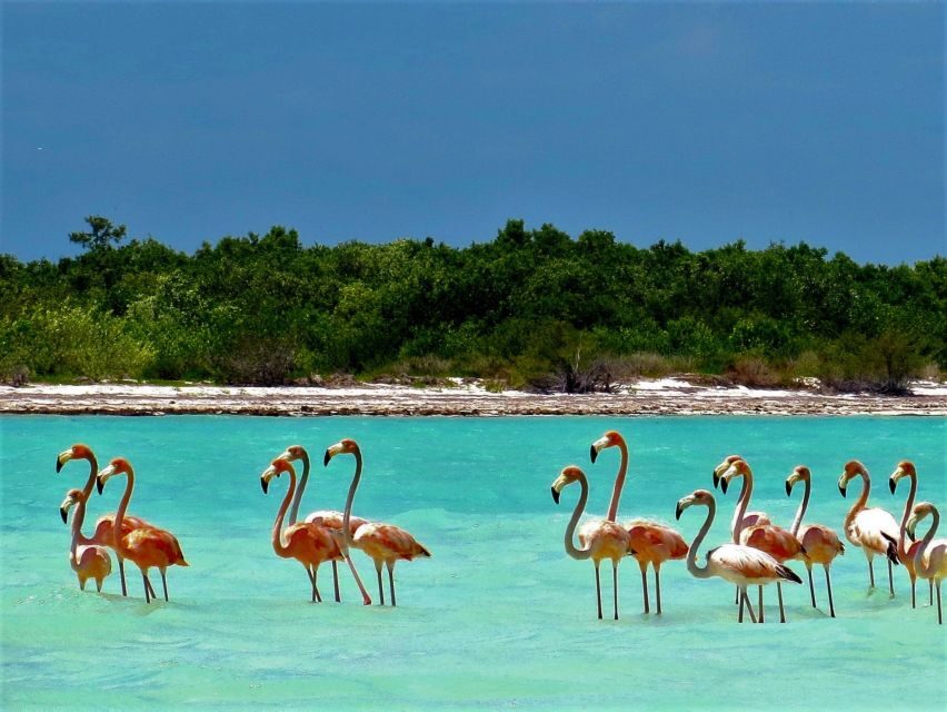 From Riviera Maya: Holbox Full-Day Tour with Lunch - Guides, captains, and the human factor that shapes the day