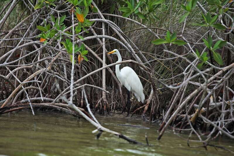 From Riviera Maya: Sian Ka'an Half Day Tour w/ Lunch - Boca Paila lagoon and mangroves: where wildlife spotting becomes the point