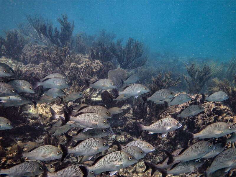 From Riviera Maya: Snorkeling & Private Cenote Half-Day Tour - Should You Book This Half-Day Cenote + Snorkeling Tour?