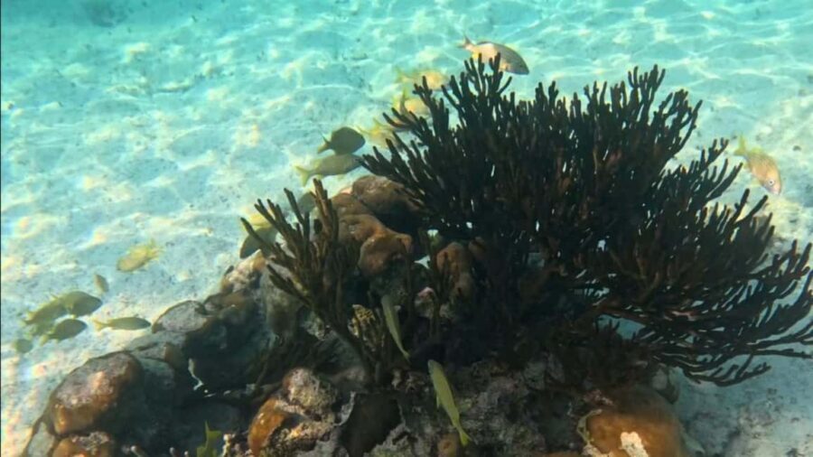 From Riviera Maya: Tulum, Cenote, & Akumal Turtle Swim Trip - The guide and the group experience: why it often feels smooth