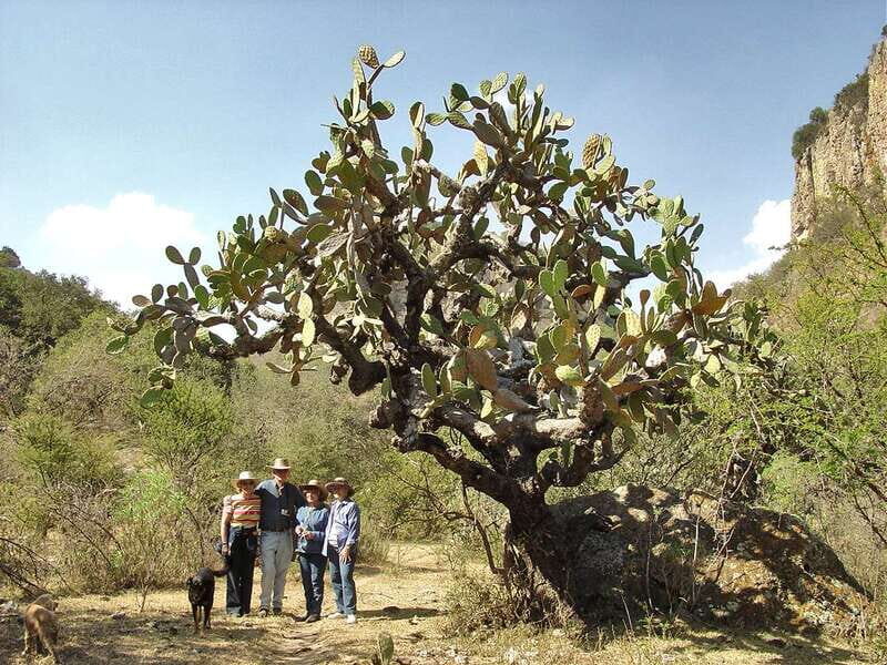From San Miguel de Allende: Hiking in the Canyon with Lunch - Why Coyote Canyon is a great break from San Miguel