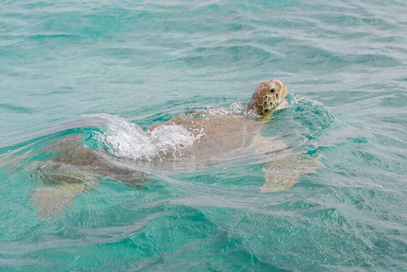 From Tulum: Sian Kaan Boat Trip Adventure with Lunch - The photo stop and swimming hour: turning transit into time outdoors