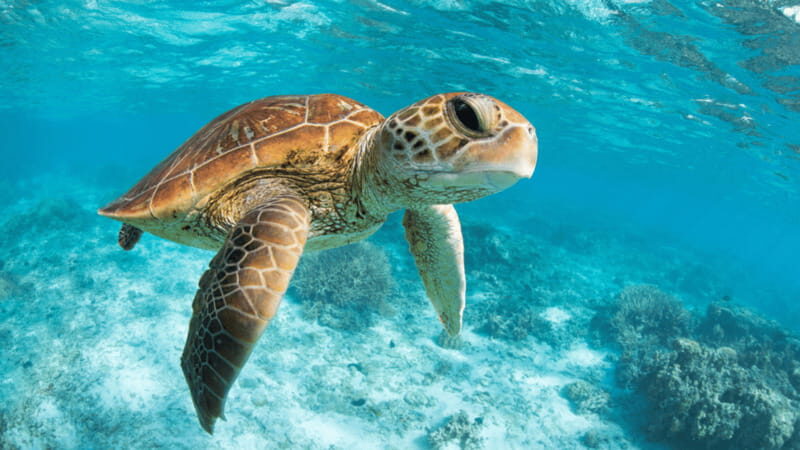 From Tulum: Tulum, Cenote and Turtle Swim Tour at Akumal - Practical rules that keep the day smooth