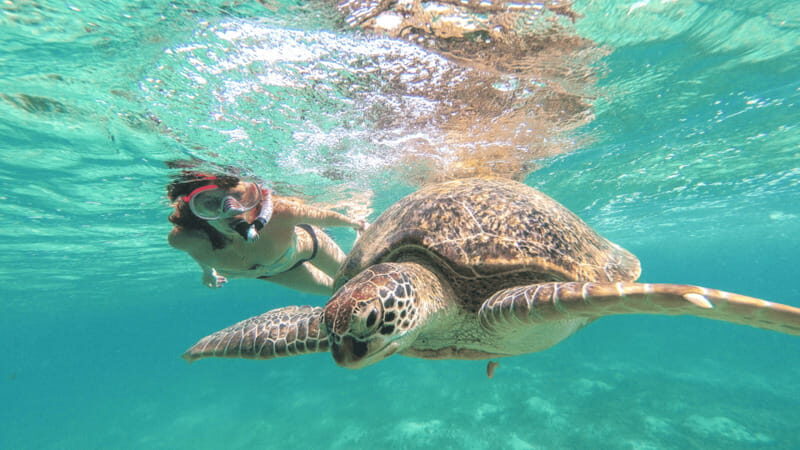 From Tulum: Tulum, Cenote and Turtle Swim Tour at Akumal - A full-day bus tour that blends history and water