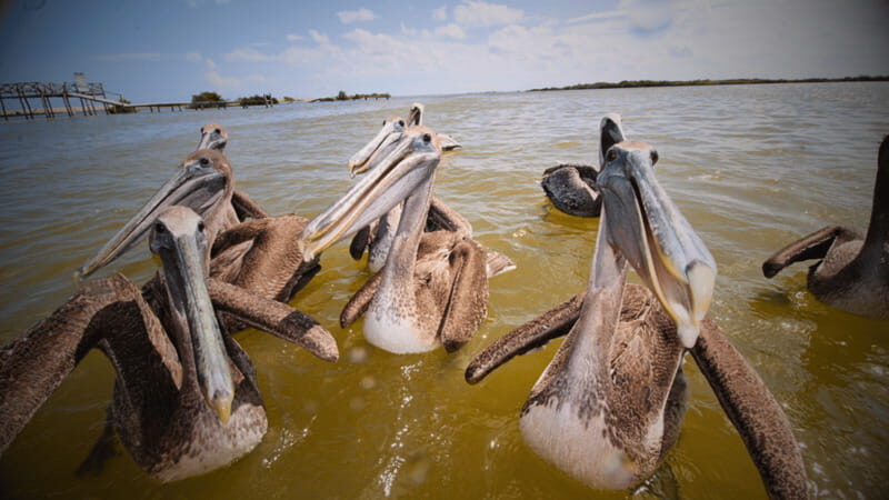 FROM VALLADOLID RIO LAGARTOS + LAS COLORADAS + CENOTE (COLECTIVO TOURISTIC) - Key highlights worth your attention