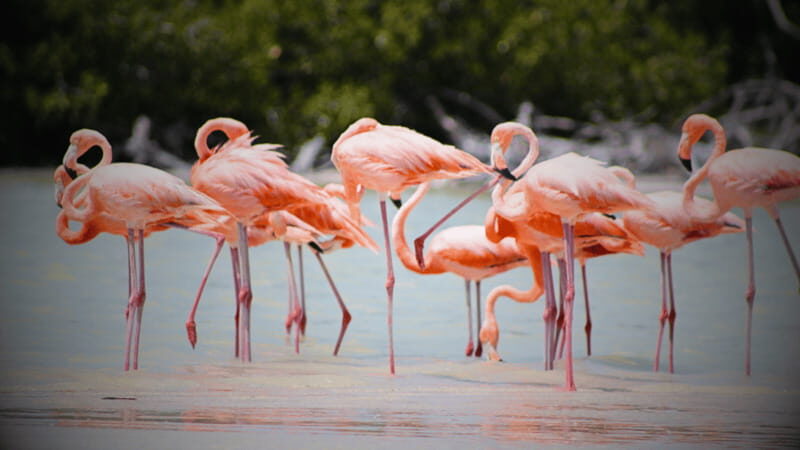 FROM VALLADOLID RIO LAGARTOS + LAS COLORADAS + CENOTE (COLECTIVO TOURISTIC) - Río Lagartos: where flamingos steal the show