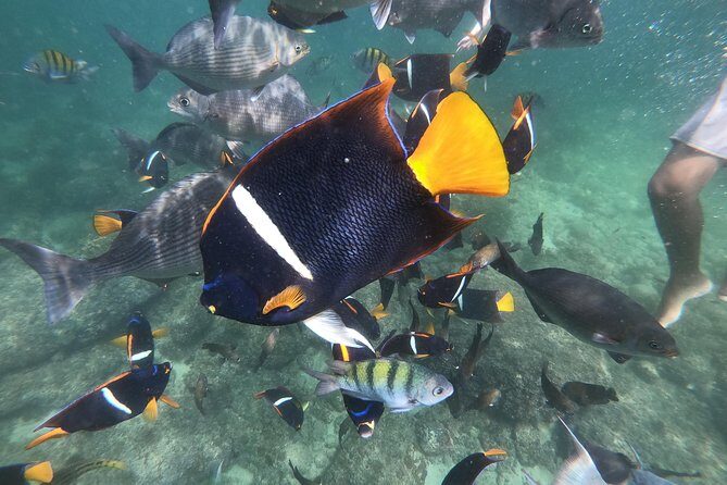 Full-Day Experience in Banderas Bay - Majahuitas Beach snorkeling: cave swim adrenaline and starfish-and-more