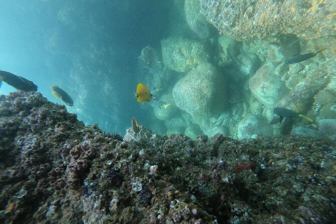 Full-Day Experience in Banderas Bay - Adventure Park Las Animas: safe splash zones and seafood refuel