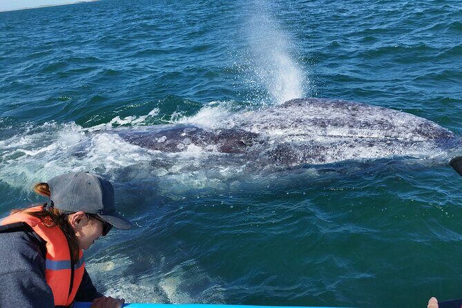 Full Day Gray Whale Watching Experience - Key Things to Know Before You Go