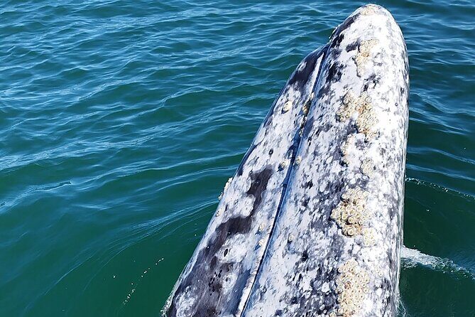 Full Day Gray Whale Watching Experience - Morning Departure From La Paz: Pickup, Timing, and Getting Ready