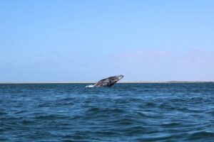 Full Day Gray Whale Watching Experience - The Drive to Puerto Chale: Why It’s Worth the 2 Hours Each Way