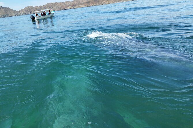 Full Day Gray Whale Watching Experience - Who This Tour Fits Best (And Who Should Think Twice)