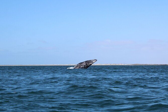 Full Day Gray Whale Watching Experience - The Drive to Puerto Chale: Why It’s Worth the 2 Hours Each Way