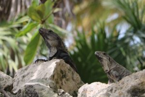 Full Day Guided Tour to Sian Ka'an (short way) - Getting from Playa del Carmen: pickup, ride time, and first expectations
