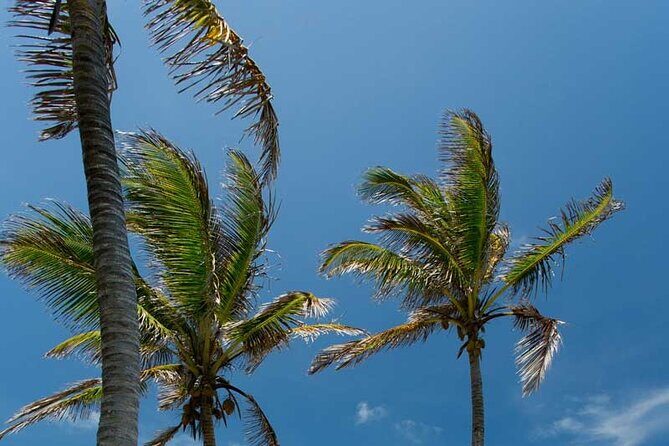 Full-Day Isla Contoy Sailing Nature Experience in Mujeres - Isla Contoy: ecological tour + peaceful lunch on a protected island