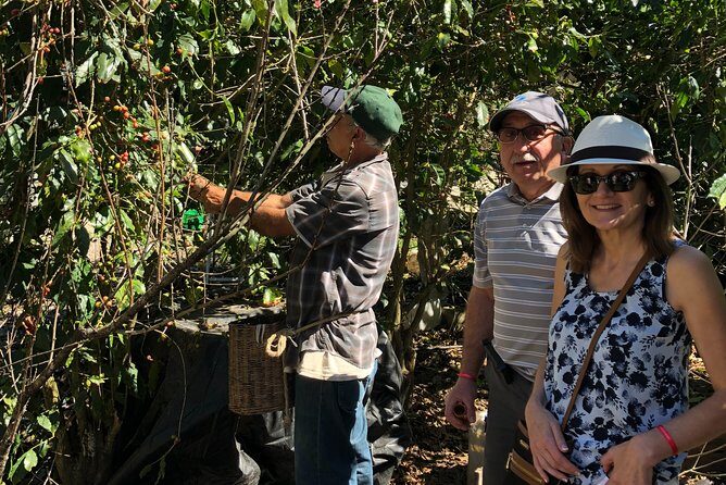 Full-Day Private Tour to San Sebastian del Oeste with Guide - Coffee on a family Quinta: seeing how it’s grown and processed