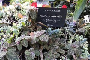 Full Day Puerto Vallarta Botanical Garden Tour - Morning Scenic Route: South Shore Views, Mismaloya, and Boca de Tomatlán