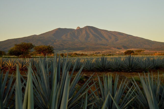 Full-Day Tequila Tour from Guadalajara - Key things that make this tour worth it