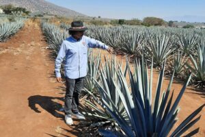 Full-Day Tequila Tour from Guadalajara - Pickup and meeting point: easy if you plan for being early