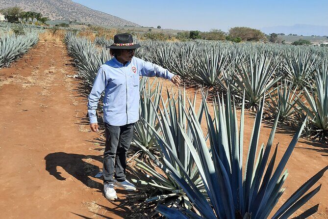 Full-Day Tequila Tour from Guadalajara - Pickup and meeting point: easy if you plan for being early