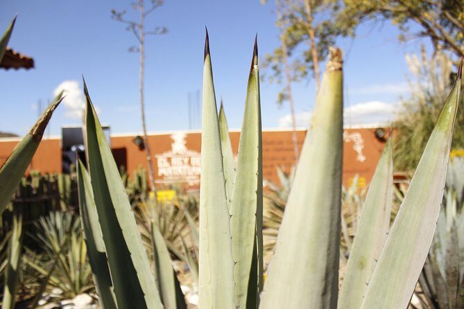 full day tour : Boil the water, Teotitlan, Mezcal, tule and Mitla - How the 8:30 a.m. start shapes your day