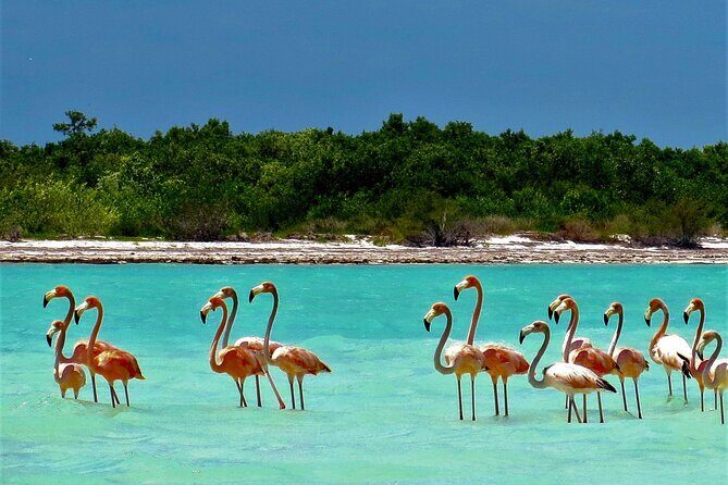 Full Day Tour to the Best of Holbox - Price and the real budget: $99 plus admissions and ecotax