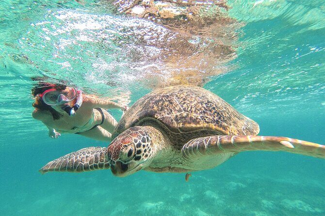 Full Day Tour to Tulum Cenote and Swim with Turtles in Akumal - Quick hits before you go