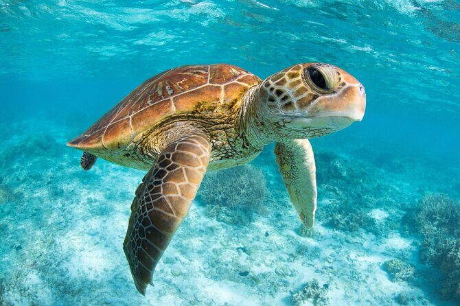Full Day Tour to Tulum Cenote and Swim with Turtles in Akumal - Guide quality: names to remember and what to expect from them