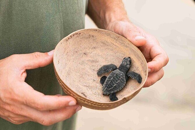 Full Day Tour Turtle Release and Bioluminescence - Key points worth knowing before you go
