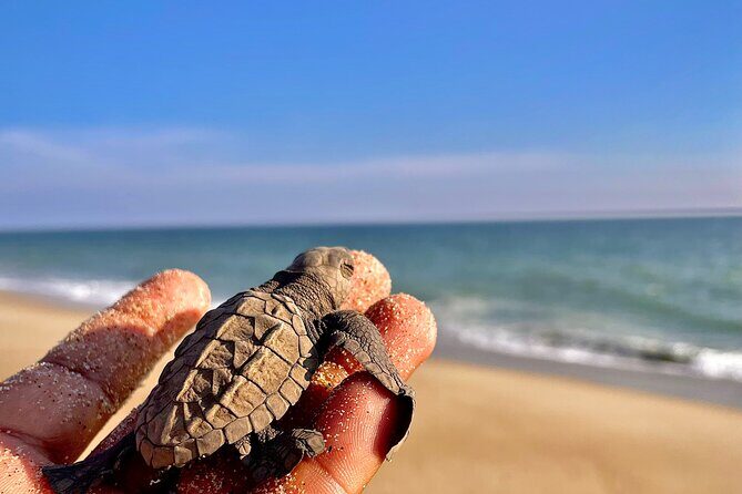Full Day Tour Turtle Release and Bioluminescence - Zicatela Beach sunset: surf views and an easy photo stop