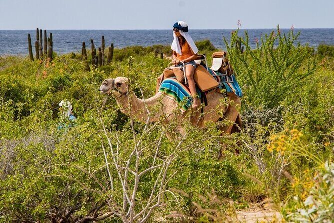 Fun Camel Ride and UTV COMBO with Tequila Tasting! - Tequila Tasting: Sip-Worthy Learning, Not Just Shots
