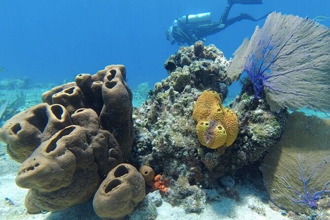 Fun Dive Machine in Playa del Carmen or Cozumel-For Certificates - Playa del Carmen or Cozumel: picking the right reef day