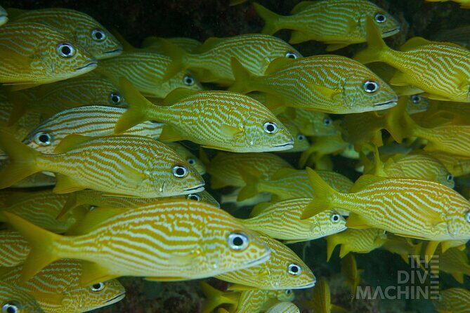 Fun Dive Machine in Playa del Carmen or Cozumel-For Certificates - What’s included (and what you’ll still need)
