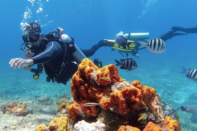 Fun Dive Machine in Playa del Carmen or Cozumel-For Certificates - Two tank plan: why two reef sites feels worth it