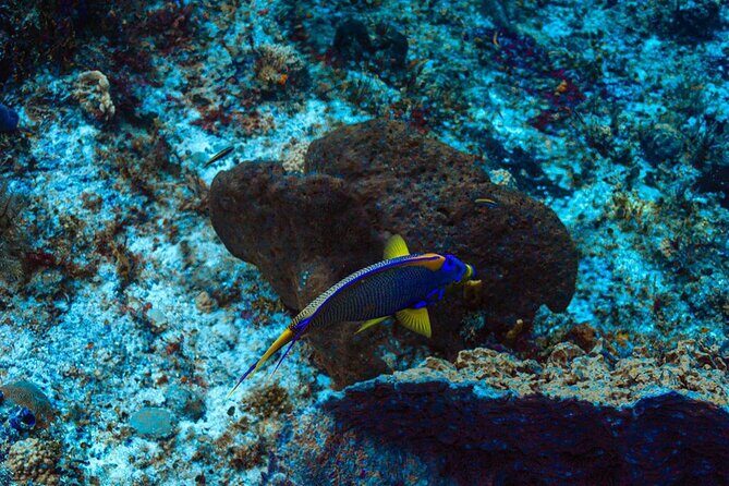 Fun Dive Machine in Playa del Carmen or Cozumel-For Certificates - What you’ll see: sea life encounters and reef vibes