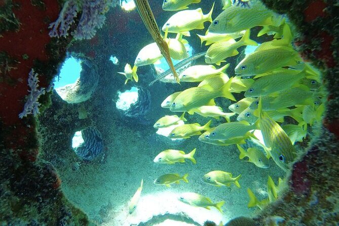 Fun Dive Machine in Playa del Carmen or Cozumel-For Certificates - Gear, comfort, and the small-group advantage