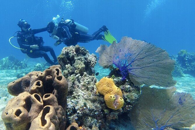 Fun Dive Machine in Playa del Carmen or Cozumel-For Certificates - Price and value: what $251 buys you in real travel terms