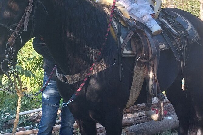 Fun Horseback Tour in Mismaloya - A practical heads-up on timing and weather