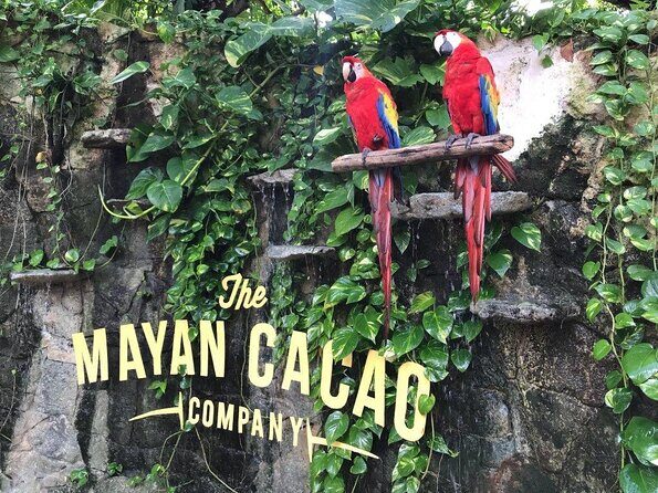 General Admission - Key highlights at The Mayan Cacao Company (Cozumel)