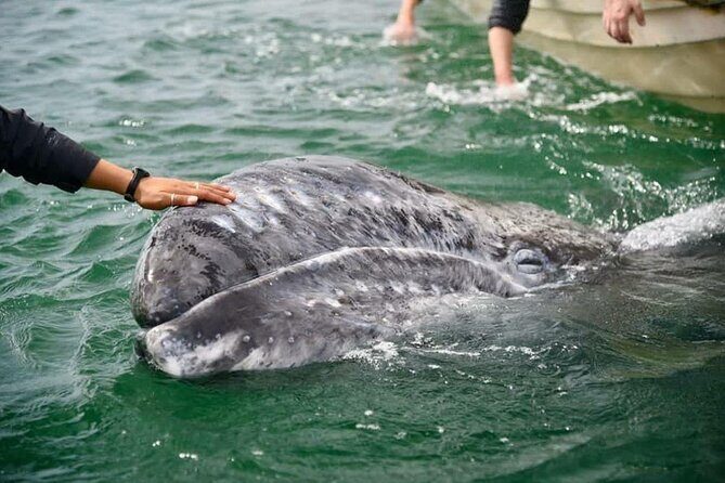 Gray Whale Watching Expedition at Magdalena Bay - Key Highlights You’ll Actually Care About