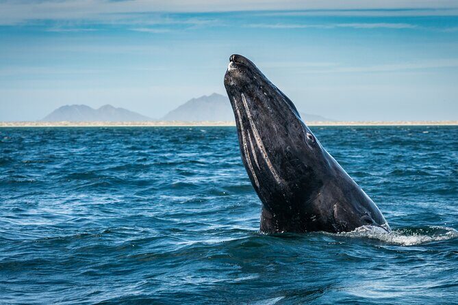Gray Whale Watching Expedition at Magdalena Bay - Meeting in Puerto Chale and What the 9:00 AM Start Means