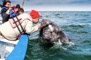 Gray Whale Watching Expedition at Magdalena Bay - The Panga Ride into Bahía Magdalena and Almejas