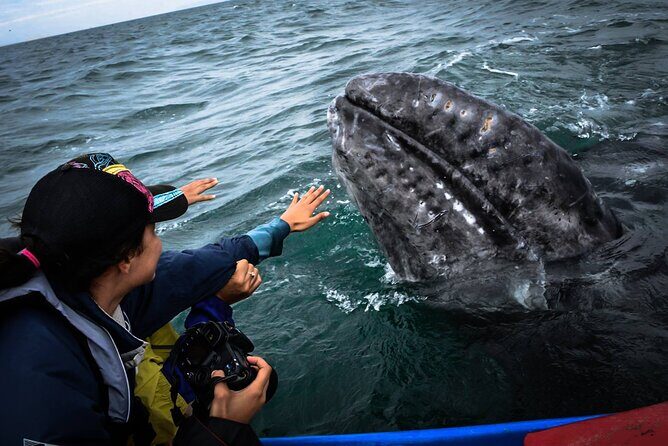 Gray Whale Watching Expedition at Magdalena Bay - Two Hours of Whale Watching: What You’ll Actually Do Out There