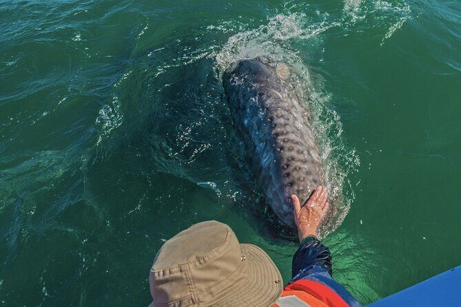 Gray Whale Watching Expedition at Magdalena Bay - How the Crew’s Guidance Improves the Whole Experience