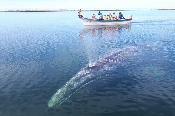 Gray Whale Watching Expedition at Magdalena Bay - What to Bring: Warmth for the Ride Out