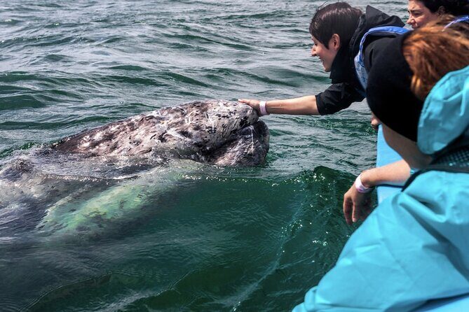 Gray Whale Watching Expedition at Magdalena Bay - Price and Value: Is $179.12 Worth It?